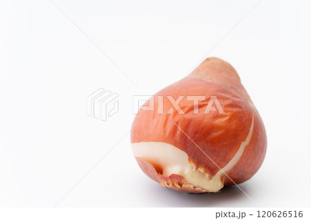 白背景にチューリップの球根 120626516