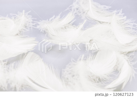 ダウンや羽毛布団を連想させるふんわりした白い羽根のテクスチャ 120627123