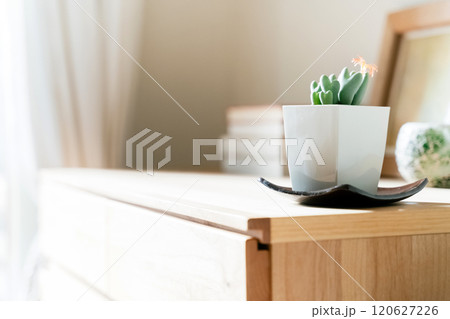 空間を飾る観葉植物 120627226