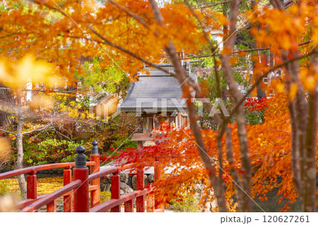 高野山大師教会本部　紅葉に包まれた融通弁財天 120627261