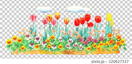 水彩:チューリップ花壇 水彩:チューリップ花壇 120627337
