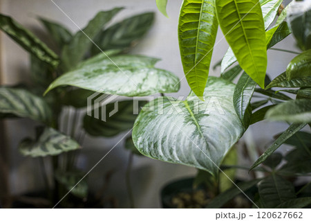 観葉植物のある部屋 観葉植物のある部屋 120627662