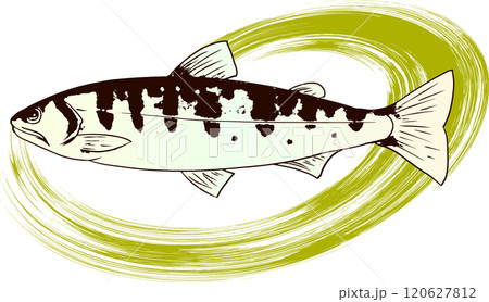 ヤマメの水墨画・和風なイラスト・挿絵 120627812