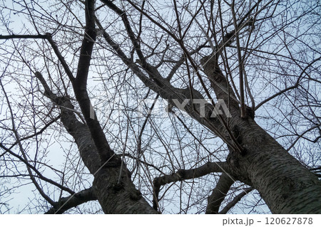 落葉した木 120627878