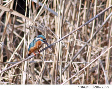 カワセミ 120627999