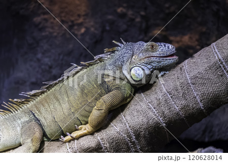 グリーンイグアナ グリーンイグアナ 120628014