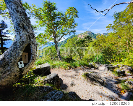 夏の烏帽子岳・南沢岳登山(ブナ立尾根から三ッ岳を望む) 夏の烏帽子岳・南沢岳登山(ブナ立尾根から三ッ岳を望む) 120628266