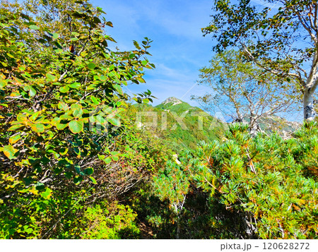 夏の烏帽子岳・南沢岳登山（ブナ立尾根から前烏帽子岳を望む） 120628272