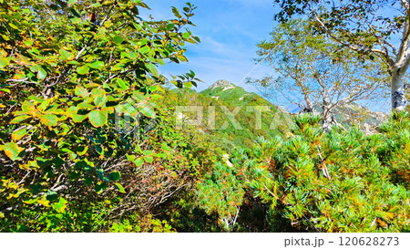 夏の烏帽子岳・南沢岳登山（ブナ立尾根から前烏帽子岳を望む） 120628273