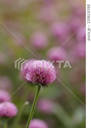 センニチコウのピンク色の花 120628398