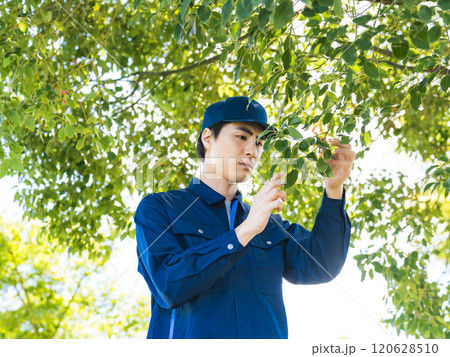 植物を観察する男性作業員 植物を観察する男性作業員 120628510
