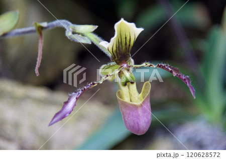 フラグミペディウム・ロンギフォリウム 120628572