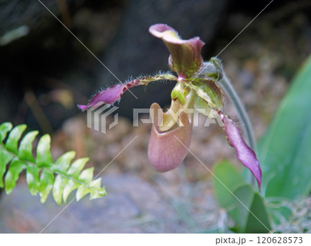 フラグミペディウム・ロンギフォリウム フラグミペディウム・ロンギフォリウム 120628573