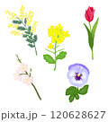 花のイラスト 120628627