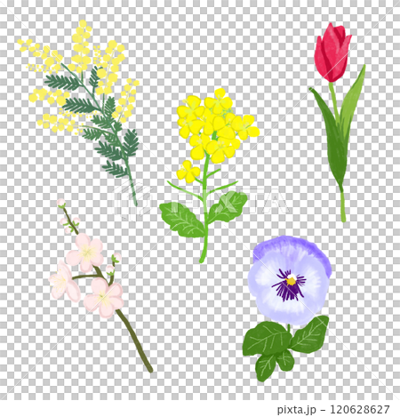 花のイラスト 花のイラスト 120628627