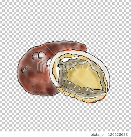 帶殼鮑魚插畫 120628628