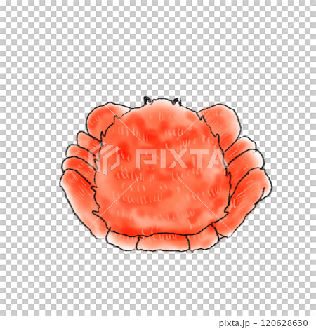 毛蟹のイラスト 毛蟹のイラスト 120628630