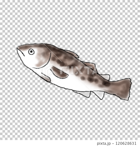 タラのイラスト タラのイラスト 120628631