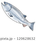 サケのイラスト 120628632