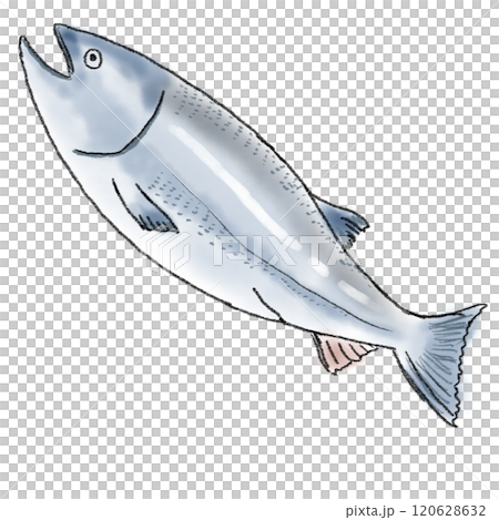 鮭魚插圖 120628632