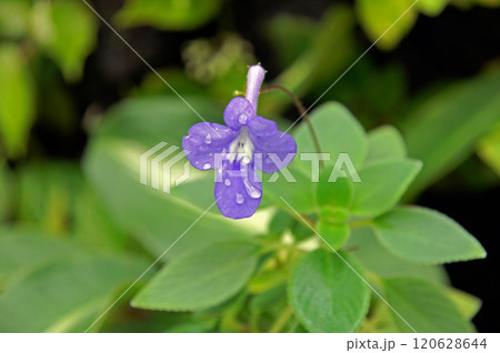 ストレプトカーパス 120628644