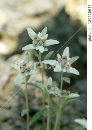 チシマウスユキソウ 120628658