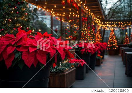beautifully arranged Christmas garden planters filled with red poinsettias .create a festive outdoor display during winter. beautifully arranged Christmas garden planters filled with red poinsettias .create a festive outdoor display during winter. 120628800