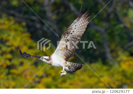 漁獲に成功したミサゴ 120629177