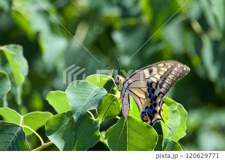 葉にとまるアゲハチョウ 120629771