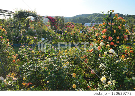 水俣エコパークのバラ園 水俣エコパークのバラ園 120629772