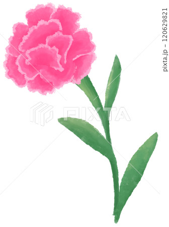 pink carnation oil painting 120629821
