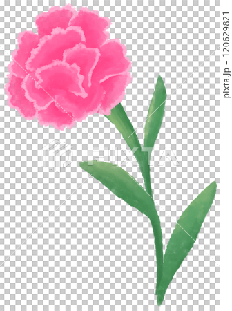 pink carnation oil painting 120629821