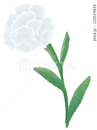 white carnation oil painting 120629848