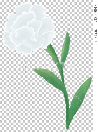 white carnation oil painting 120629848