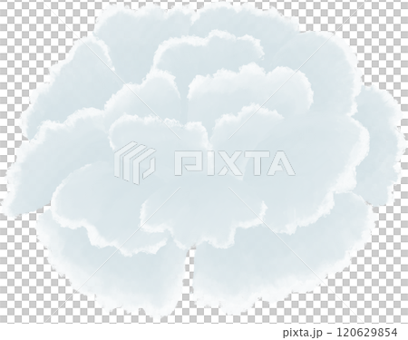 white carnation oil painting 120629854