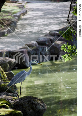 水辺に立つアオサギ 水辺に立つアオサギ 120629950