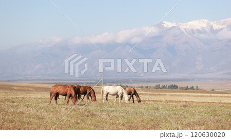 flock of horse live in the meadow in kyrgyzstan, surrounded by Tien Shan flock of horse live in the meadow in kyrgyzstan, surrounded by Tien Shan 120630020