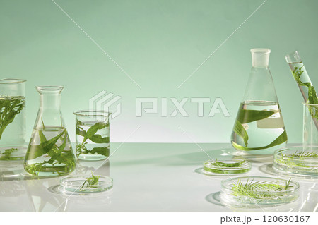 The photograph for seaweed product advertisement was shot from front view on green background. Seaweed can contain antioxidants and beneficial nutrients, including iodine, tyrosine, vitamins, and mine 120630167