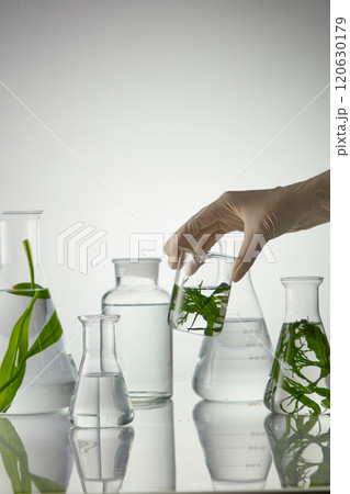 The photo of scene a scientist's hand with medical gloves is picking up a glass beaker of clear water and green seaweed. In back displaying several types of lab glassware 120630179