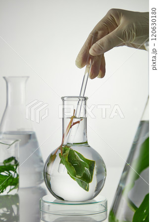 Close up shot from front view photography, a boiling flask in center being stirred by a glass rod in scientist's hand. Experiment glassware of clear essence and fresh seaweed displayed around Close up shot from front view photography, a boiling flask in center being stirred by a glass rod in scientist's hand. Experiment glassware of clear essence and fresh seaweed displayed around 120630180