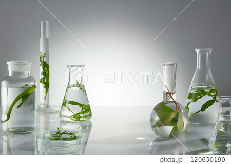 Advertising photo was taken from front view on white background, many lab glassware like erlenmeyer, boiling flask and petri dish contain seaweed arranged on white table. Displaying and copy space 120630190