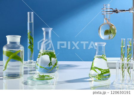 The photograph of an algae experiment in modern laboratory, was shot from front view on blue background with sunlight shining on. Empty space in center for seaweed extract product advertising 120630191