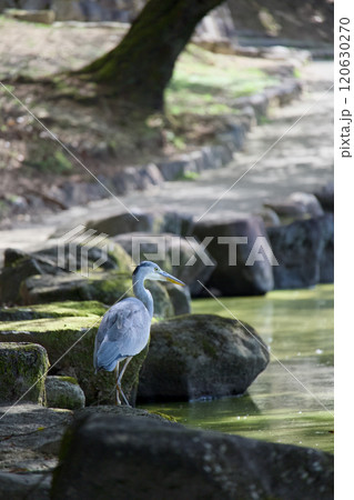 水辺に立つアオサギ 120630270