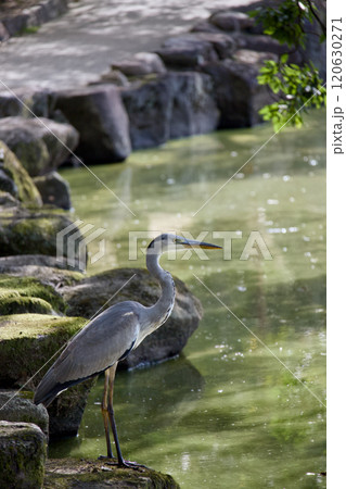 水辺に立つアオサギ 水辺に立つアオサギ 120630271