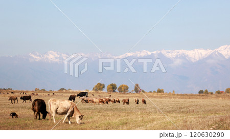 flock of horse, sheep  and cattle live in the meadow in kyrgyzstan, surrounded by Tien Shan 120630290