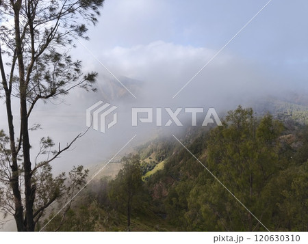 A misty mountain landscape with a foreground of dense vegetation and a hint of a tree line in the distance. 120630310