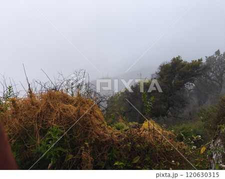 A misty mountain landscape with a foreground of dense vegetation and a hint of a tree line in the distance. A misty mountain landscape with a foreground of dense vegetation and a hint of a tree line in the distance. 120630315