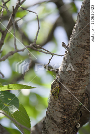 木陰のクマゼミ 木陰のクマゼミ 120630422