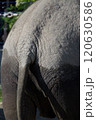 ゾウのおしり 120630586