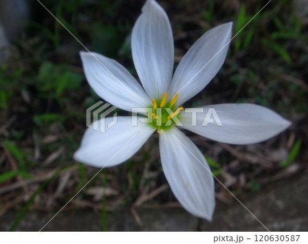 タマスダレ 120630587